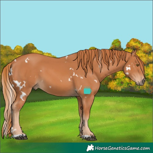 Horse Color:White Spotted Chestnut 