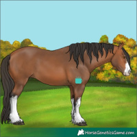 Horse Color:White Spotted Bay