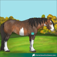 Horse Color:White Spotted Bay 