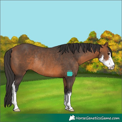 Horse Color:Bay Sabino Rabicano 