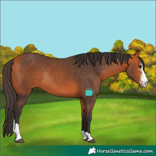 Horse Color:Bay Sabino Rabicano 