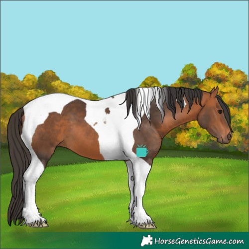 Horse Color:Bay Tobiano 