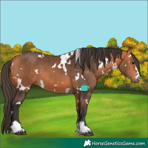 Horse Color:White Spotted Bay 
