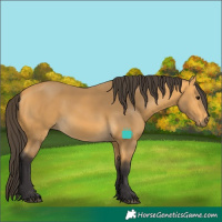 Horse Color:Buckskin 