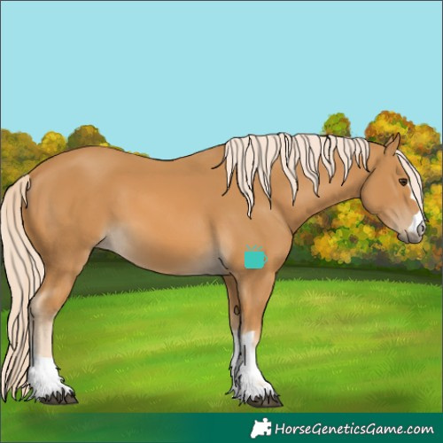 Horse Color:Palomino 
