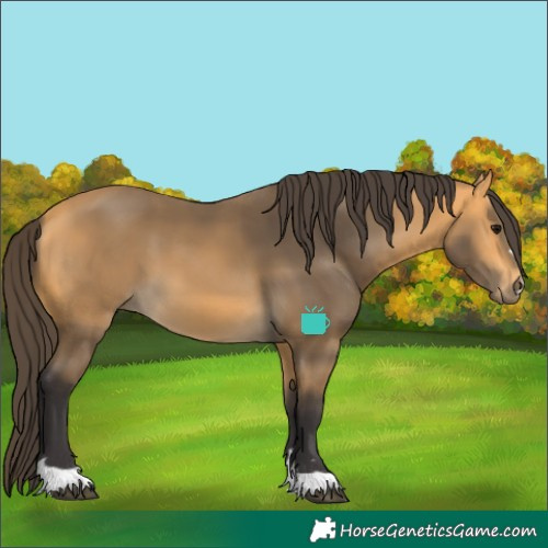 Horse Color:Buckskin 