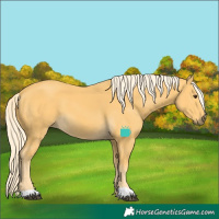 Horse Color:Palomino 