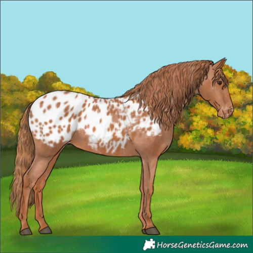 Horse Color:Chestnut Appaloosa 