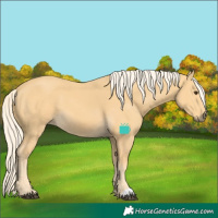 Horse Color:Palomino