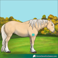 Horse Color:Palomino