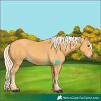 Horse Color:Palomino 