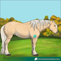 Horse Color:Palomino