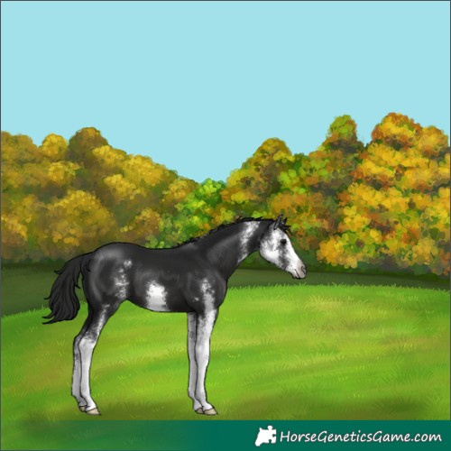 Horse Color:Gray Black Sabino 