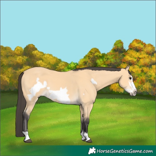 Horse Color:Buckskin Frame 