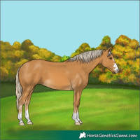 Horse Color:Palomino