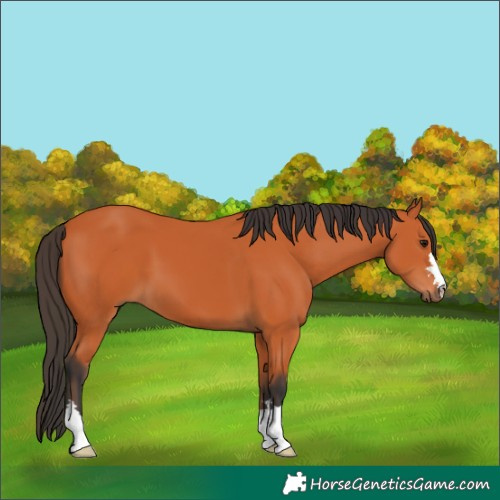 Horse Color:Bay 