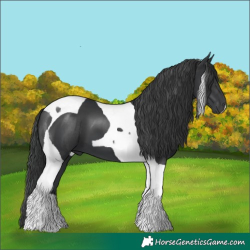 Horse Color:Black Tobiano 
