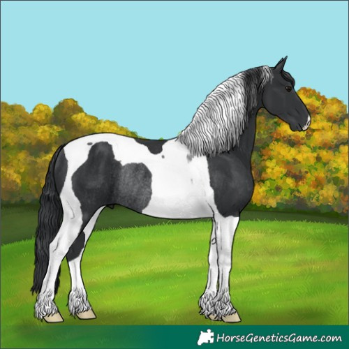 Horse Color:Black Tobiano Rabicano 