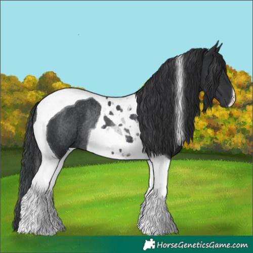 Horse Color:Black Tobiano Rabicano 