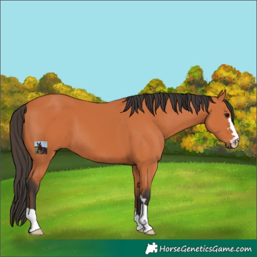Horse Color:Bay 