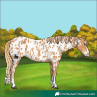 Horse Color:Chestnut Splash Near Leopard 