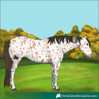 Horse Color:Bay Splash Near Leopard