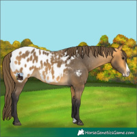 Horse Color:Buckskin Splash Blanket