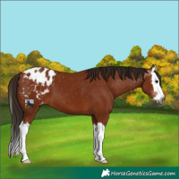 Horse Color:Gray Bay Splash Appaloosa 