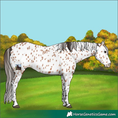 Horse Color:Bay Splash Appaloosa 