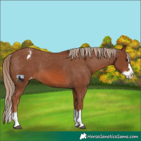 Horse Color:Chestnut Splash Varnish