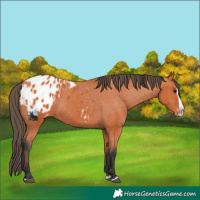 Horse Color:Bay Splash Blanket