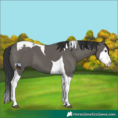 Horse Color:Grullo Splash Tobiano 