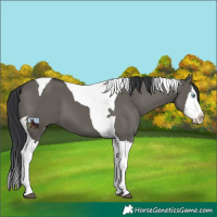 Horse Color:Grullo Splash Tobiano 