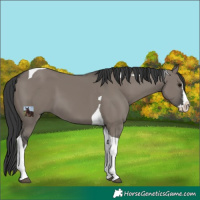 Horse Color:Grullo Splash Tobiano 