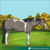 Horse Color:Grullo Splash Tobiano 