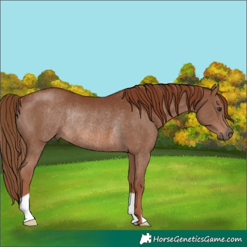 Horse Color:Chestnut Rabicano 