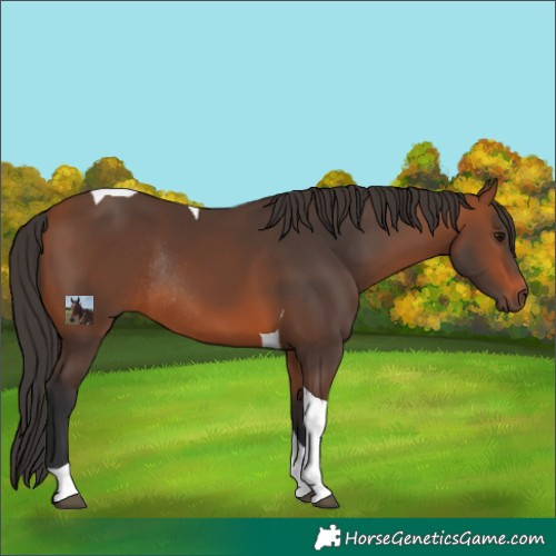 Horse Color:Bay Tobiano Rabicano 