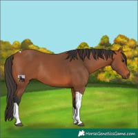 Horse Color:Bay Tobiano Rabicano 