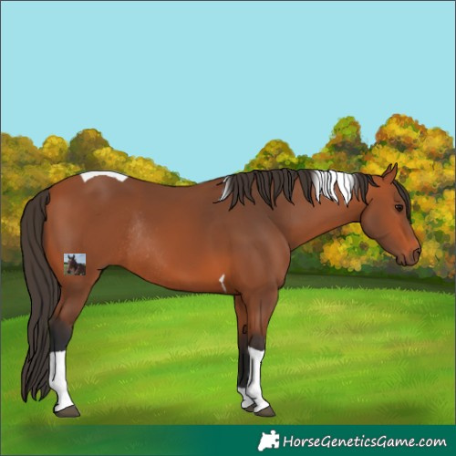 Horse Color:Bay Tobiano Rabicano 