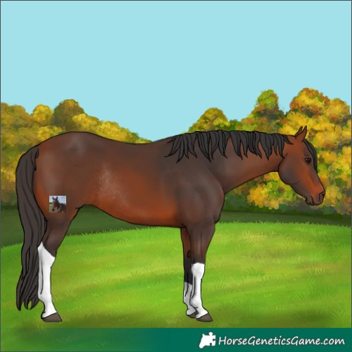 Horse Color:Bay Tobiano Rabicano 