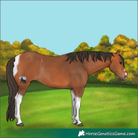 Horse Color:Bay Tobiano Rabicano 