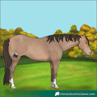 Horse Color:Amber Champagne Tobiano Rabicano 
