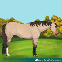 Horse Color:Bay Dun