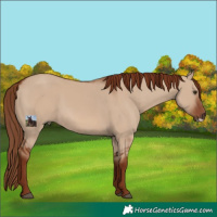 Horse Color:Red Dun Frame