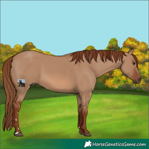 Horse Color:Red Dun 