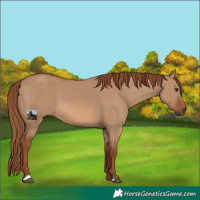 Horse Color:Red Dun 