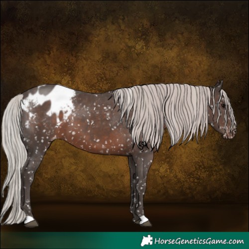 Horse Color:Silver Black Appaloosa 