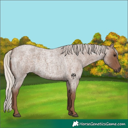 Horse Color:Silver Blue Roan 