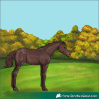 Horse Color:Chocolate Brown 