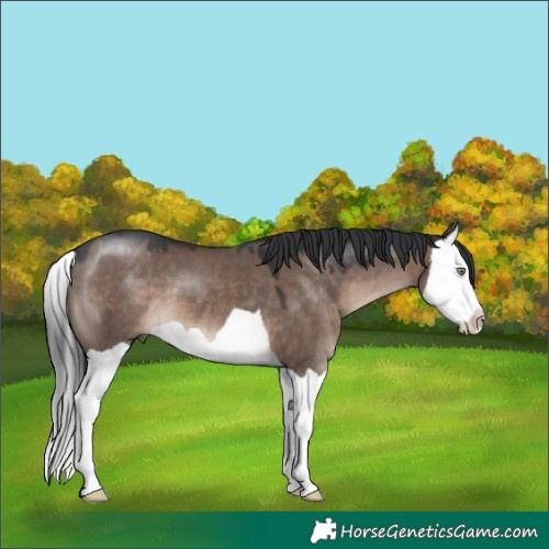 Horse Color:Brown Dun Mushroom Splash